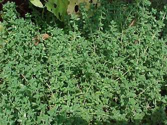 F970_0901020.jpg