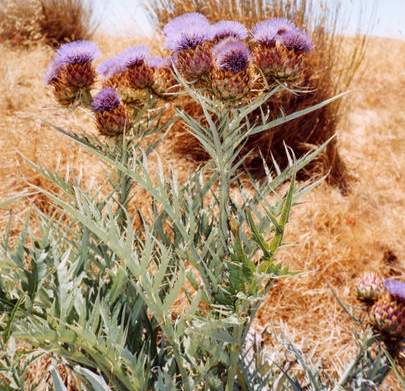 Cynara_cardunculus.jpg