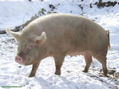 BigPigOnSnowDSCF0951_704923.jpg