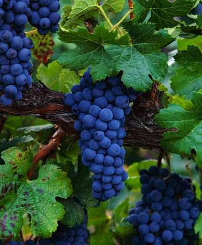 merlot.jpg