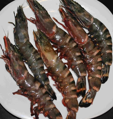 shrimp3.jpg