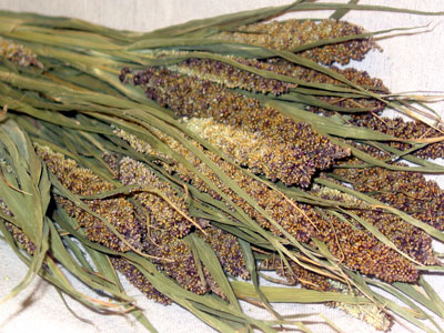 Highlander_Millet_Grass.jpg
