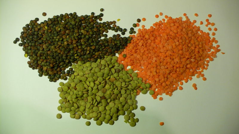 Lentil_seed_image.jpg