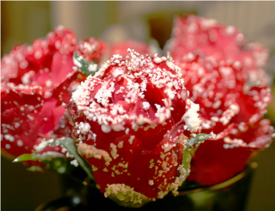 rose_sugar.jpg