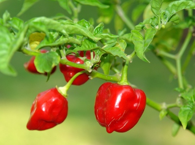 Habanero.jpg