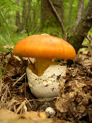 300px_Amanita_caesarea.JPG.jpeg