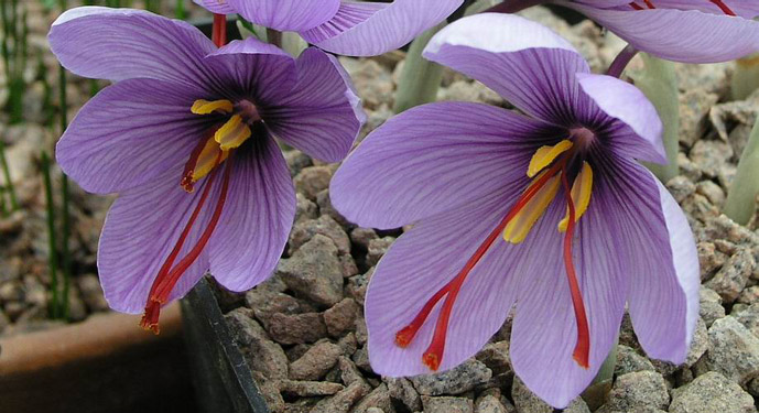 Crocus_sativus1.jpg