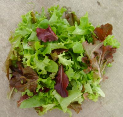 Salad_Mix.jpg
