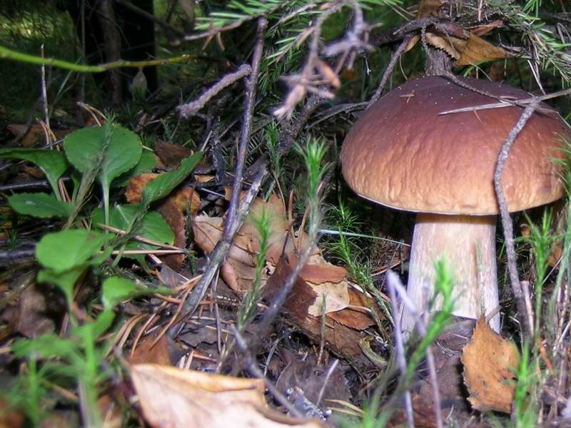 fungus8.jpg