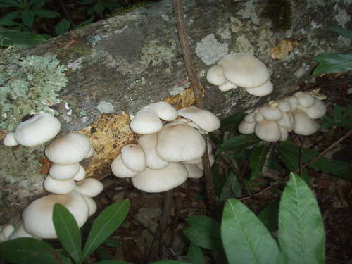 i293173201_42903_5.jpg