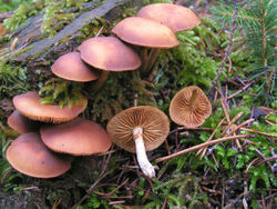 250px_Galerina_marginata.jpg