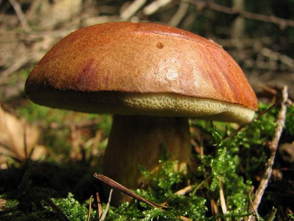 800px_Mushroom_IMG_3203.JPG