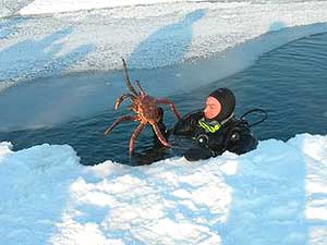 norway_crab.jpg