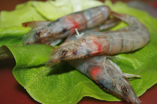 shrimpgray.JPG