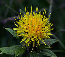 220px_Safflower.jpg
