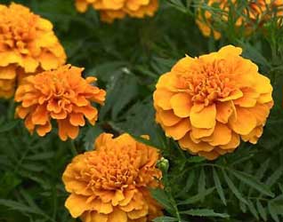 tagetes_erecta.jpg