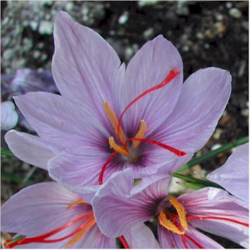 saffron.jpg