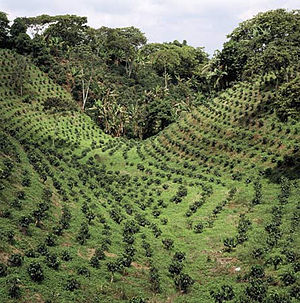 300px_Coffee_Plantation1.jpg