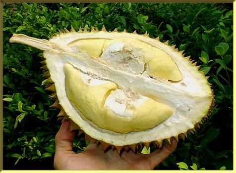 durian.jpg