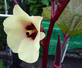 okraflower.jpg