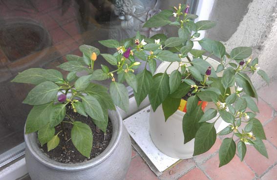 2012_11_23_14.54.57.jpg
