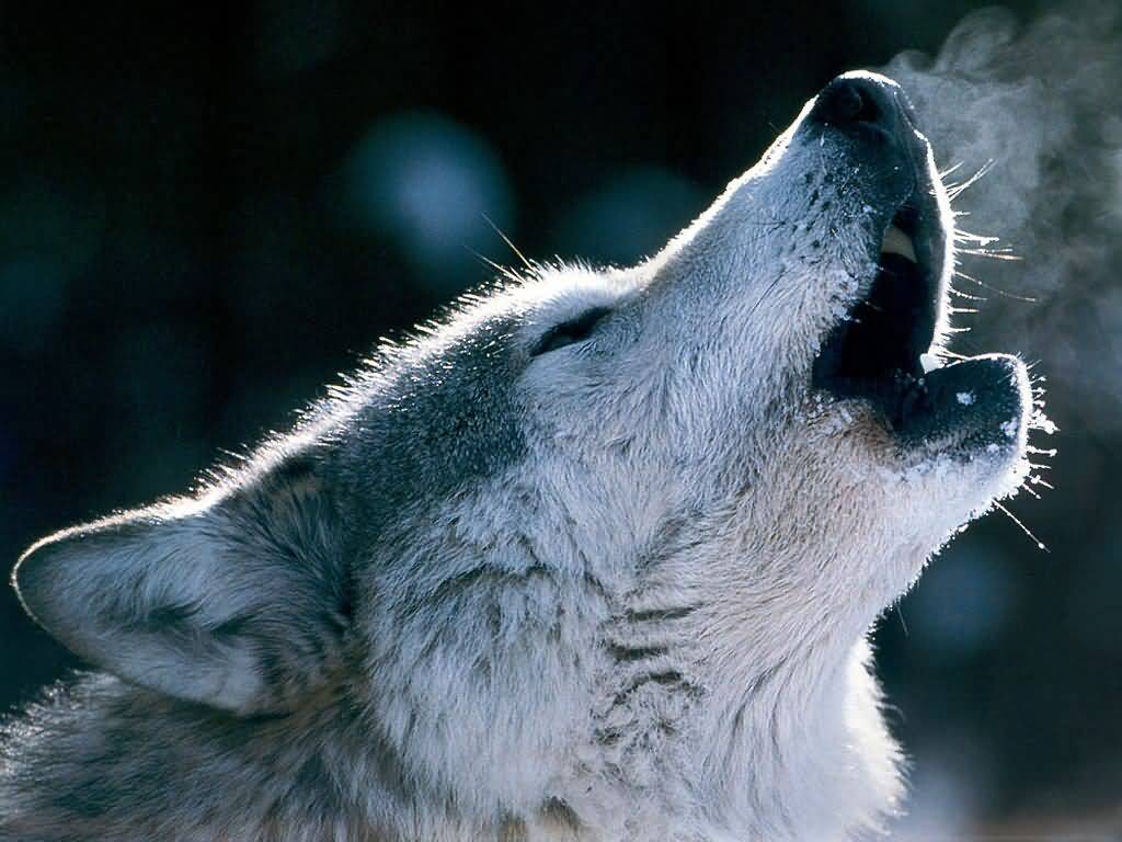wolf.jpg