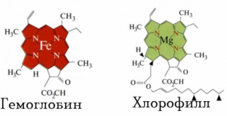 chlorohyll_320x164.png