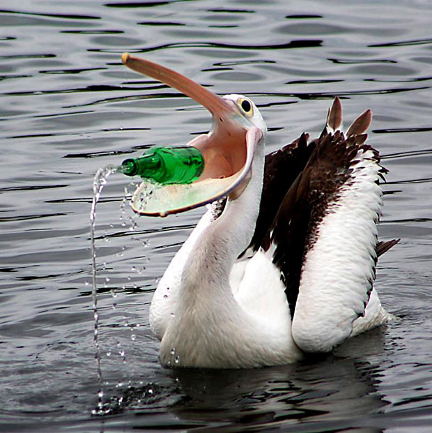 pelican_bottle_1769576i.jpg