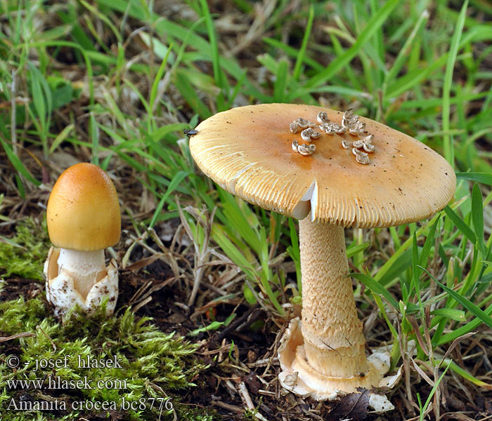 amanita_crocea_bc8776.jpg
