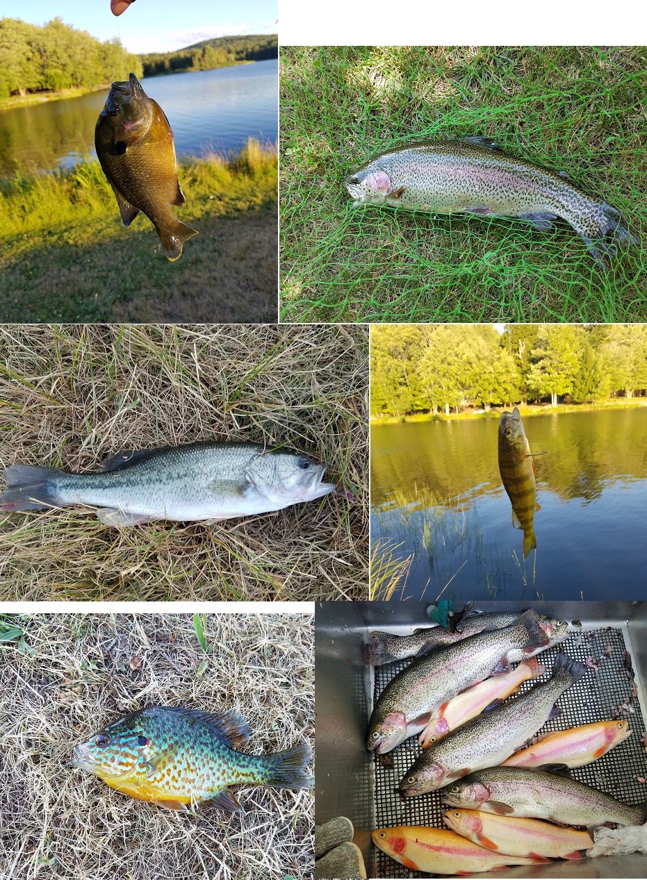 fish.jpg