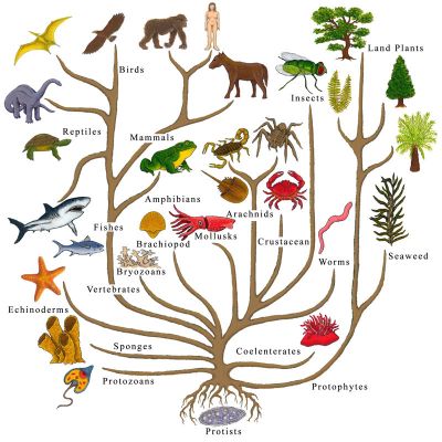 tree_of_life.jpg