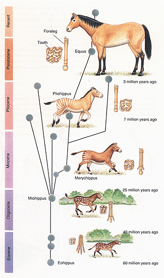 HorseEvolution.gif