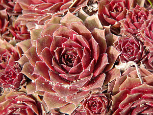 sempervivum_2.jpg