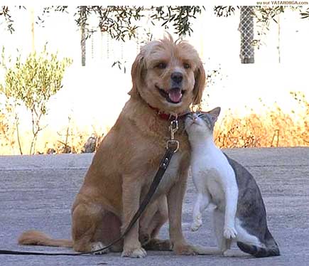 catdoglove.jpg