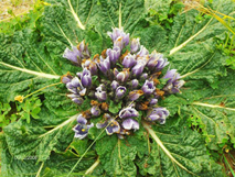 mandragoras.jpg