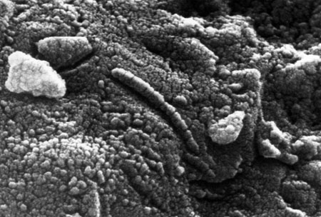 ALH84001_structures.jpg