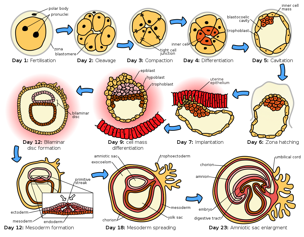 HumanEmbryogenesis.svg.png
