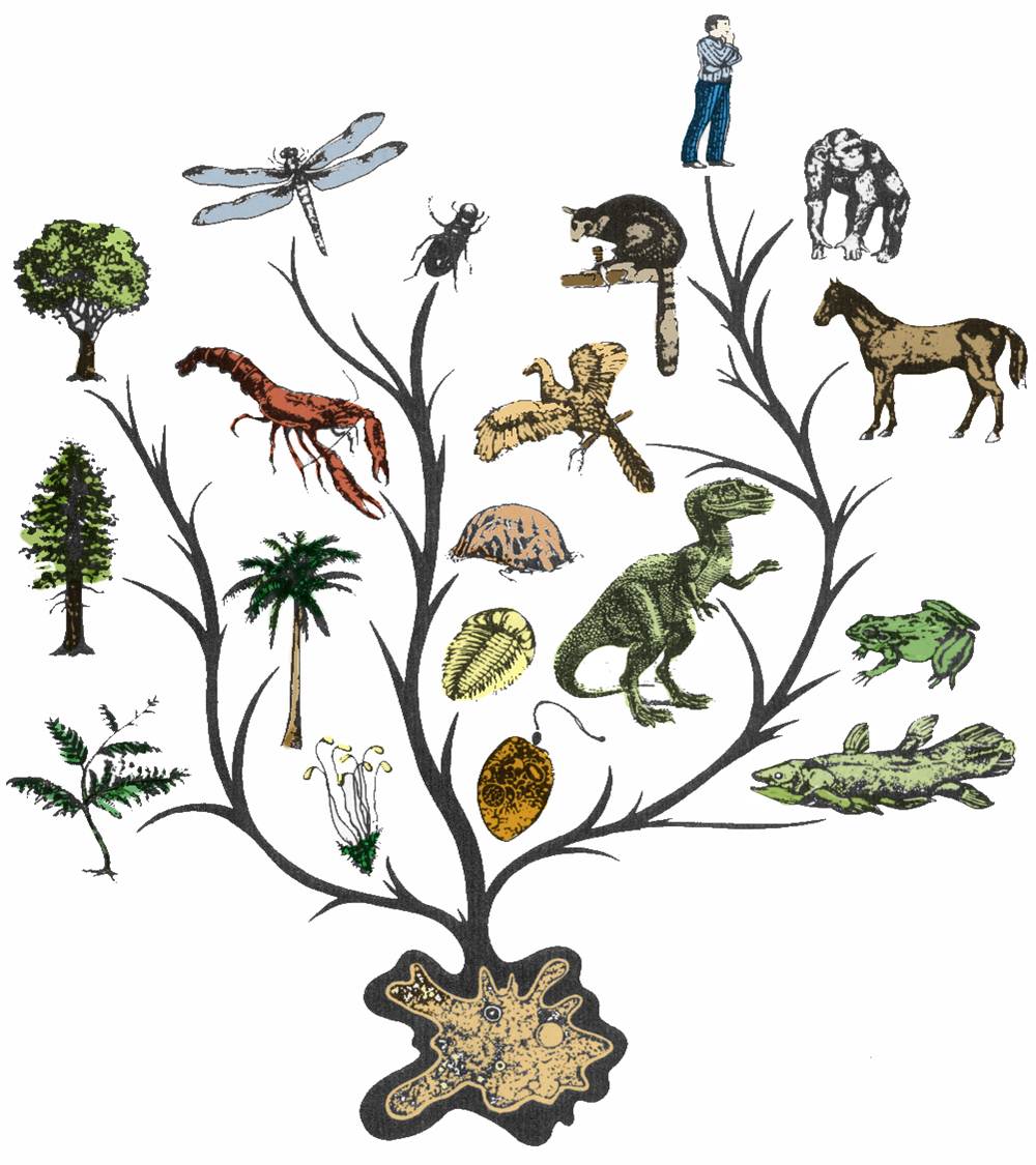 evolution_tree.jpg