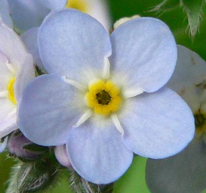 Forgetmenotflower.JPG