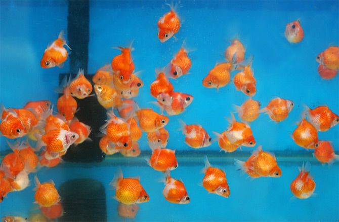 goldfish.jpg
