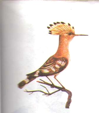 image_large.jpg