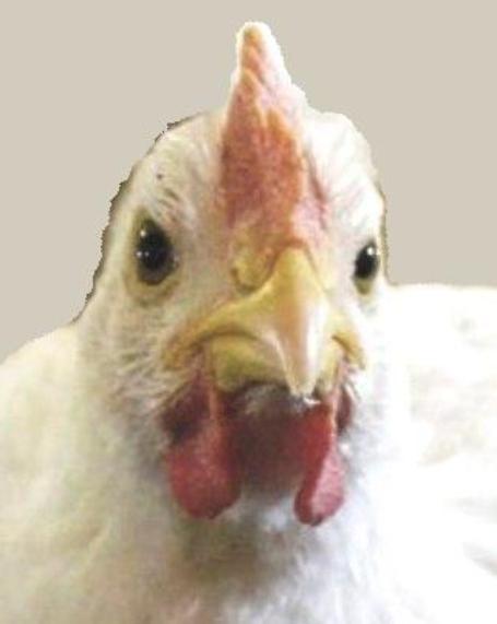 chicken.jpg