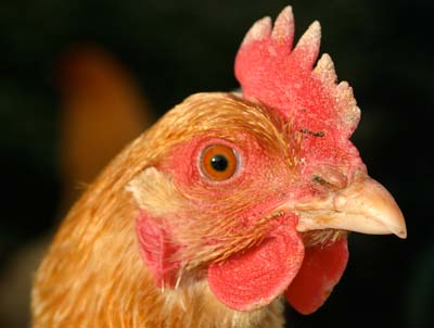 chicken_close_up.jpg