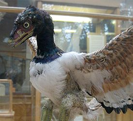 275px_Archaeopteryx_model.jpg