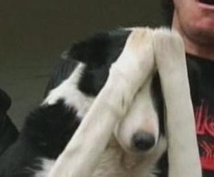 Doggy_Facepalm.jpg