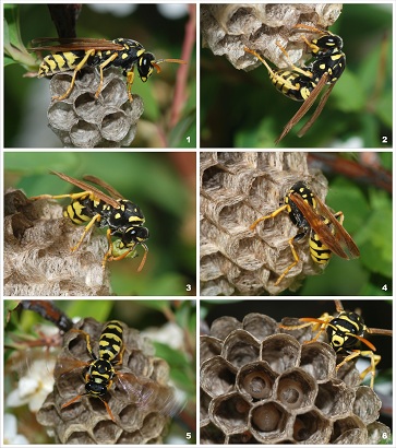 Wasp_colony.jpg