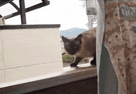 cat_jump_fail.gif