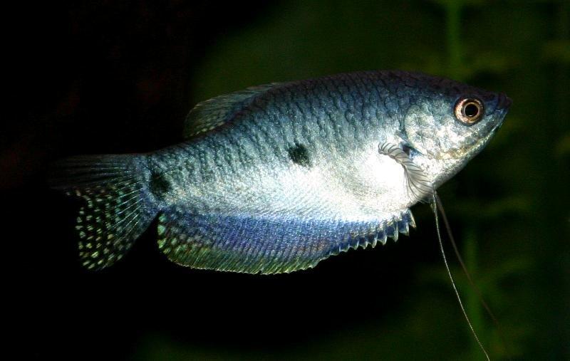 blue_gourami.jpg