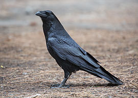 270px_Corvus_corax__Common_Raven___Yosemite_NP__CA__US___Diliff.jpg