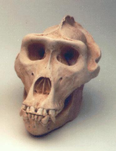 Skull.jpg
